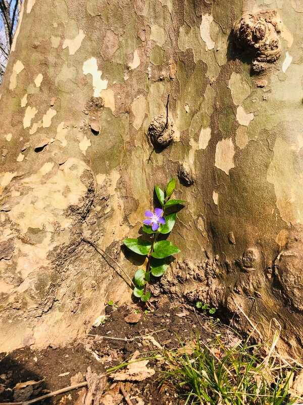 Fleur émergeant de la terre, symbole d’enracinement, de croissance et de soutien vers sa trajectoire de vie.